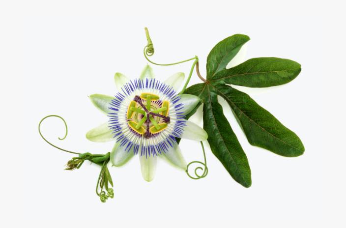 Passionflower